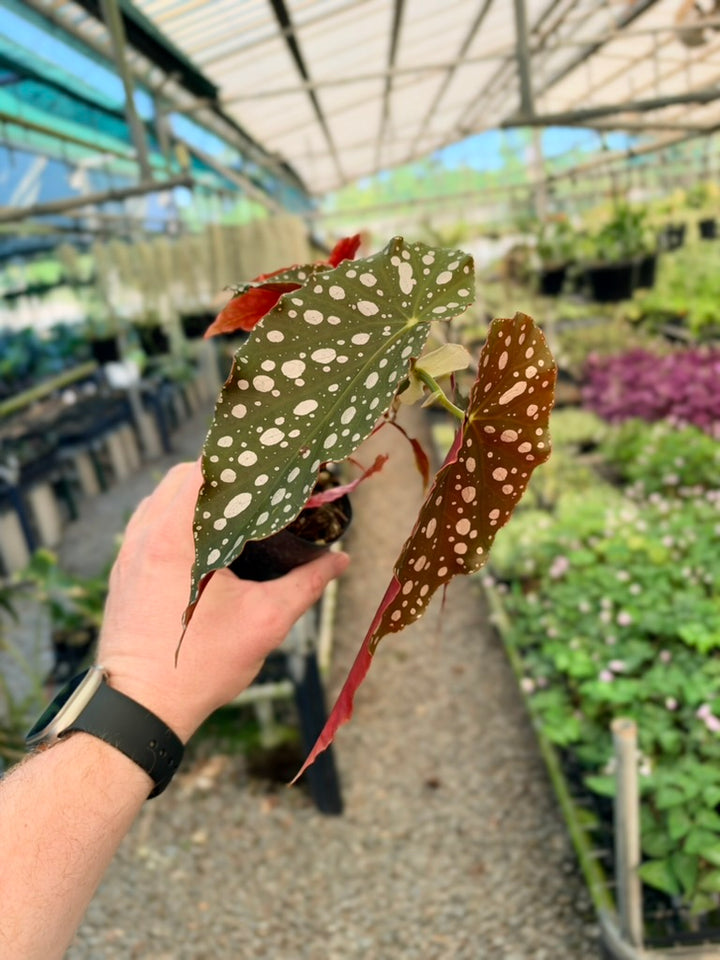 Begonia Maculata