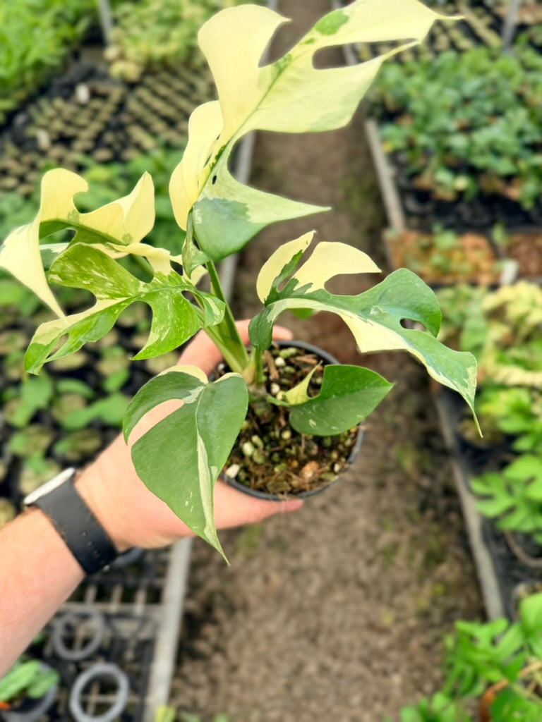 Handpicked #11 - Rhaphidophora Tetrasperma Variegata Albo