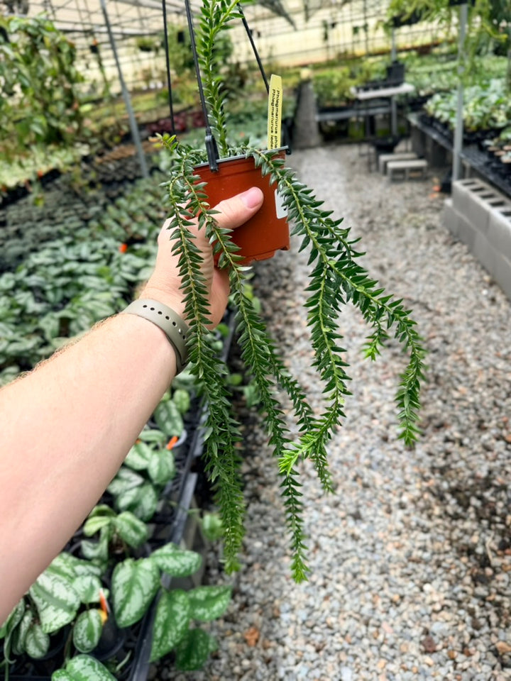Handpicked #32 - Phlegmariurus Phlegmarioides X Phlegmariurus Ledermannii - Tassel Fern