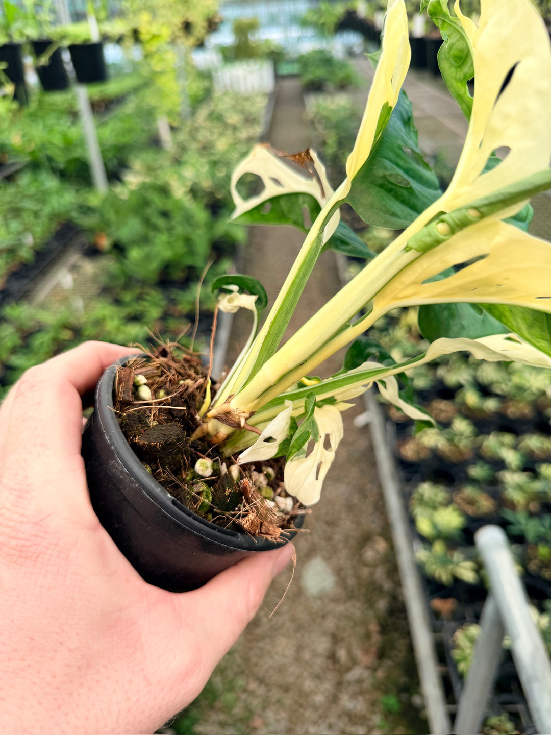 Handpicked #128 - Monstera Adansonii - Monkey Mask - Variegated Albo - Double Planted