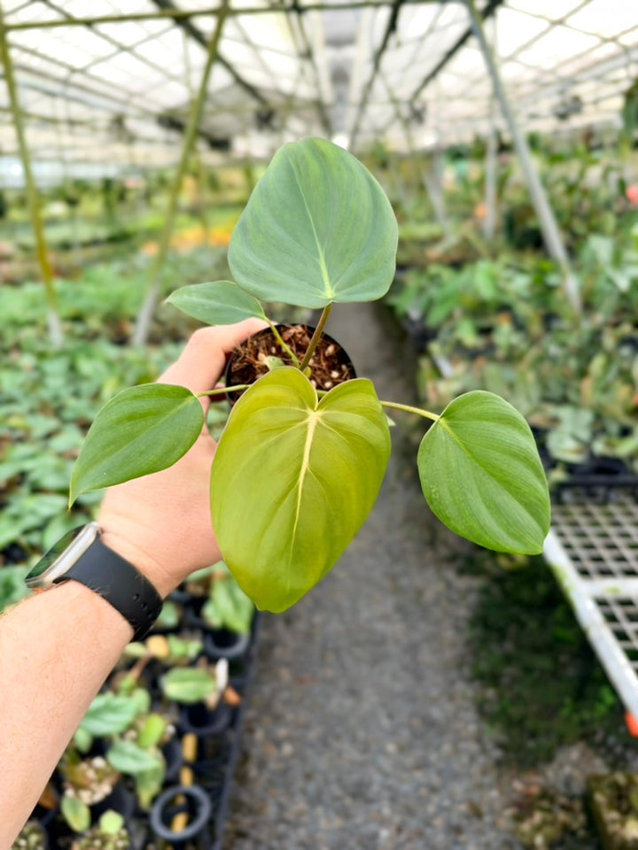 Philodendron Gloriosum X Pastazanum - Dean McDowell