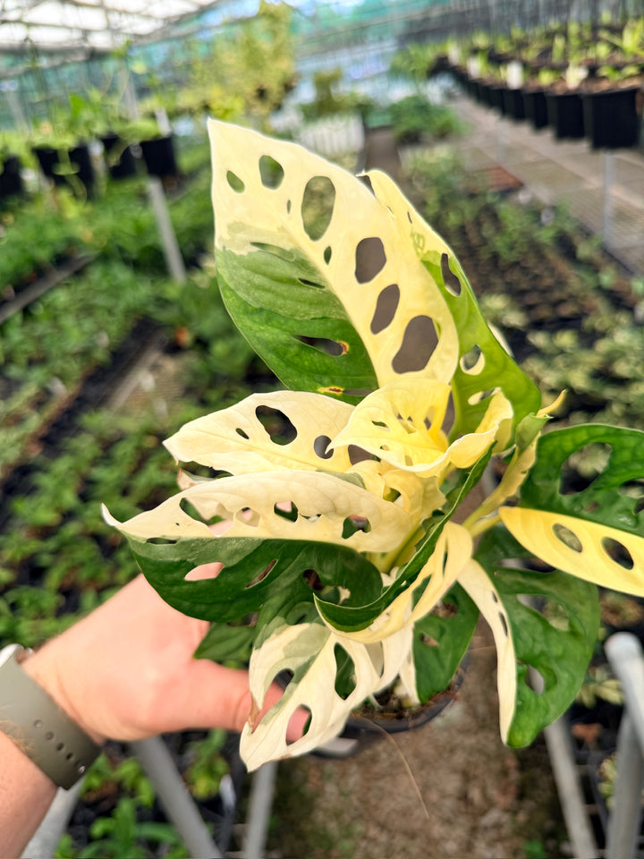 Handpicked #129 - Monstera Adansonii - Monkey Mask - Variegated Albo - Double Planted