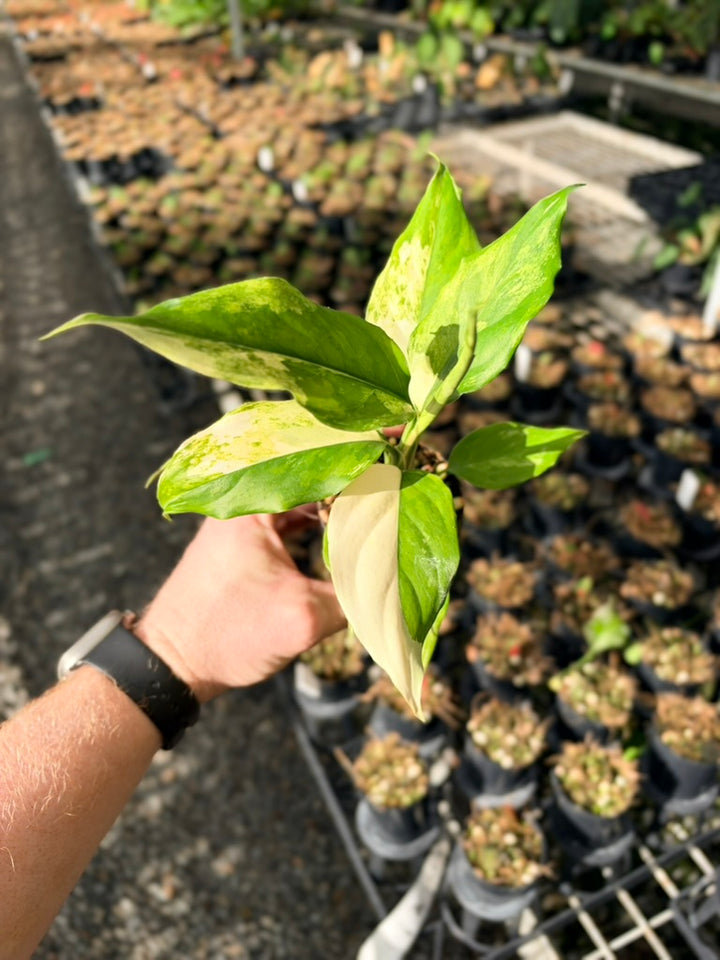 Handpicked #75 -Aglaonema Modestum Variegata