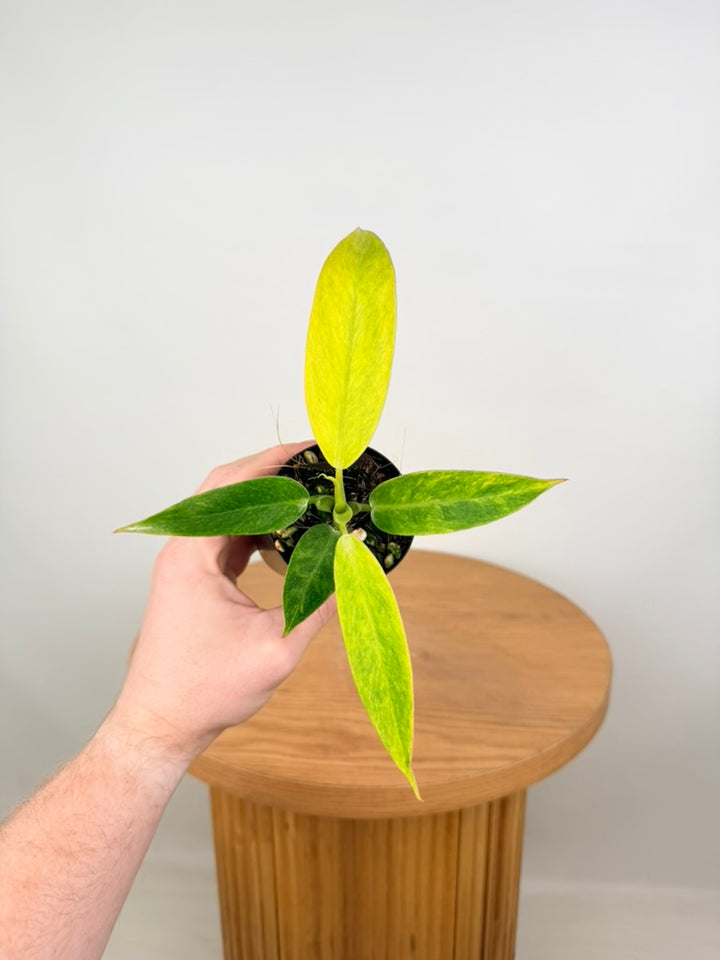 Philodendron Erubescens - Lemon Twist