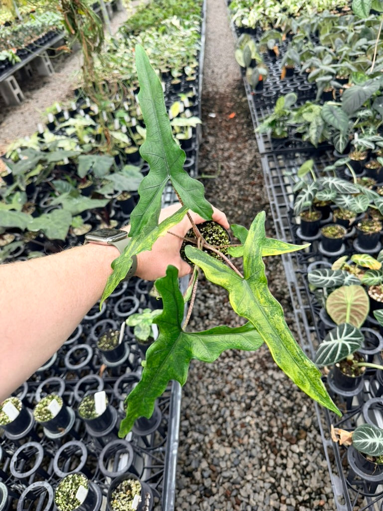 Handpicked #22 - Alocasia sp Sulewasi 'Sabrina Narrow' - Aurea Variegata