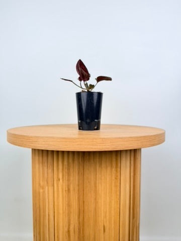 Syngonium Erythrophyllum