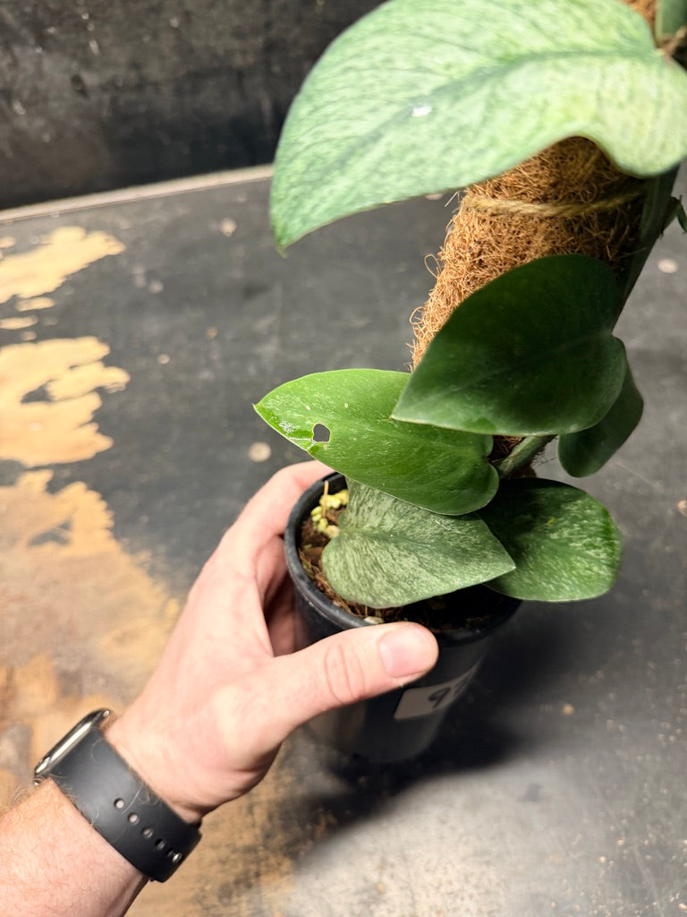 Handpicked #97 - Rhaphidophora Hongkongensis Mint Totem - 100mm Pot