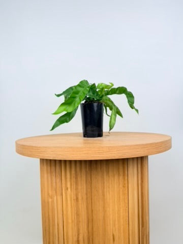 Asplenium Antiquum - Hurricane Fern