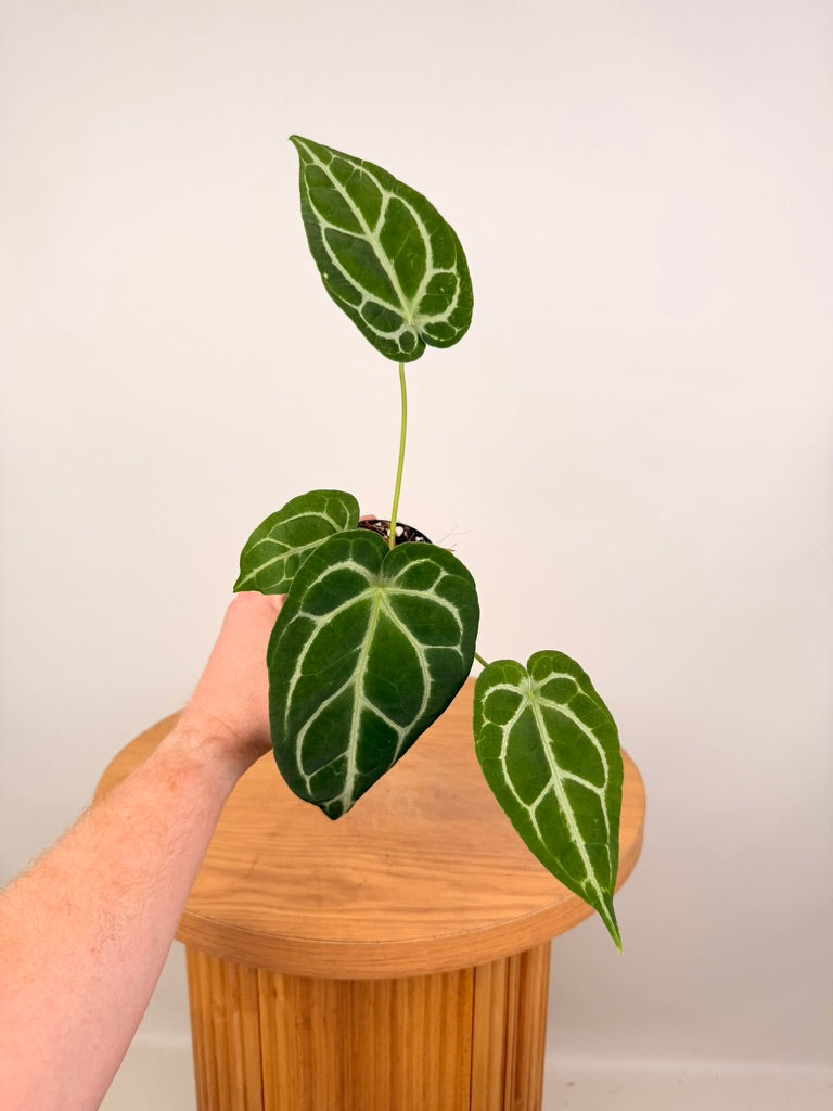Anthurium Crystallinum X Anthurium NOID