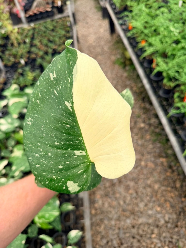Handpicked #55 - Monstera Deliciosa - Thai Constellation