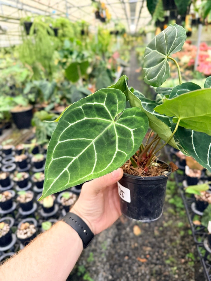 Handpicked #135 - Anthurium Crystallinum - Multi Headed