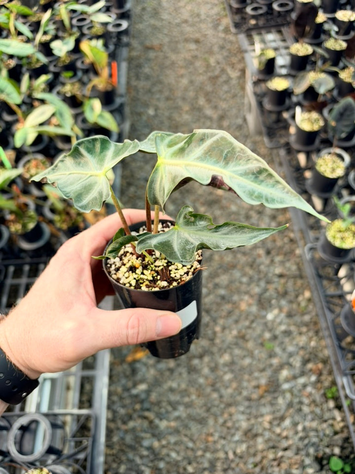 Handpicked #83 - Alocasia Loco