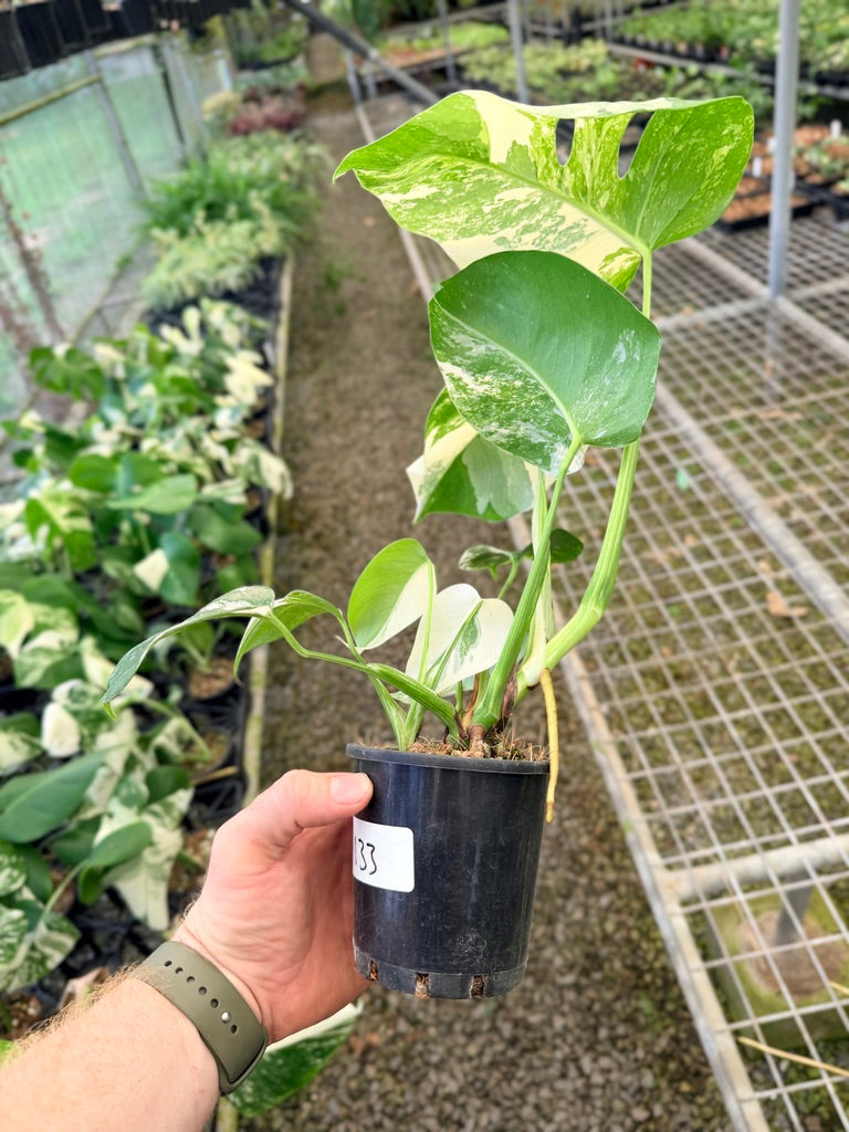 Handpicked #133 - Monstera Deliciosa Borsigiana Variegated Albo
