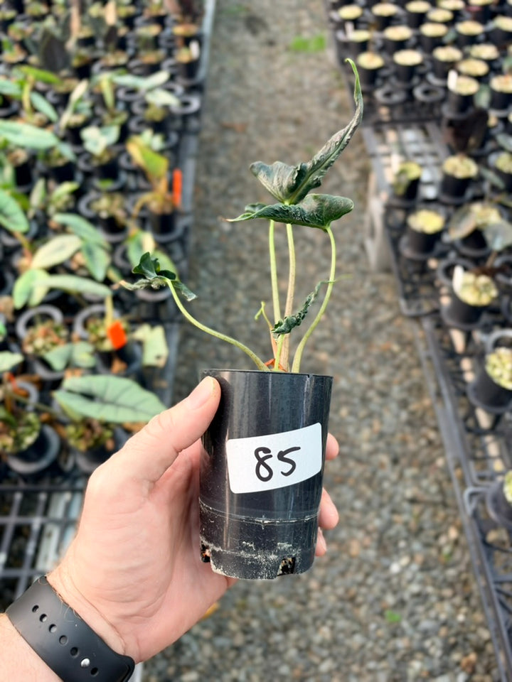 Handpicked #85 - Alocasia Loco