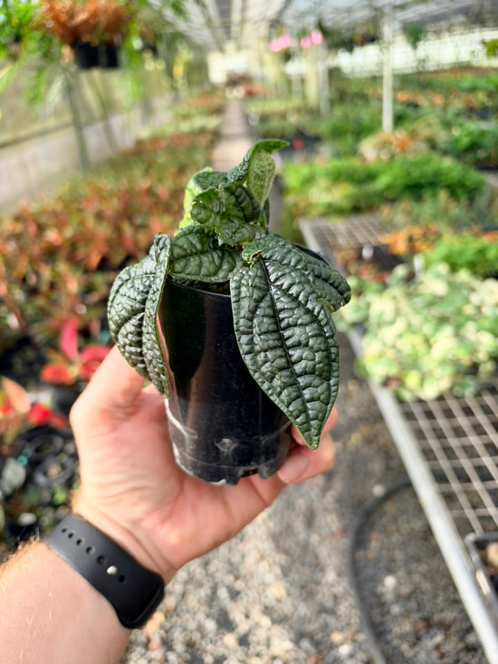 Handpicked #93 - Piper Parmatum