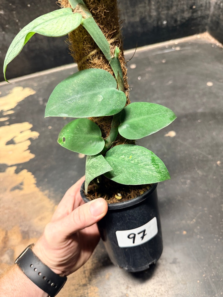 Handpicked #97 - Rhaphidophora Hongkongensis Mint Totem - 100mm Pot
