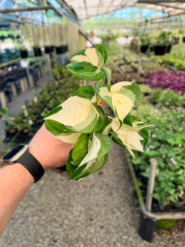 Epipremnum Aureum - Manjula
