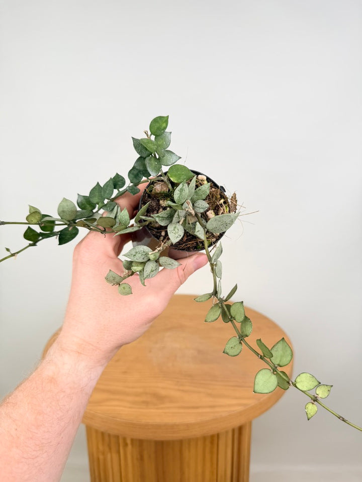 Hoya Krohniana - Super Silver