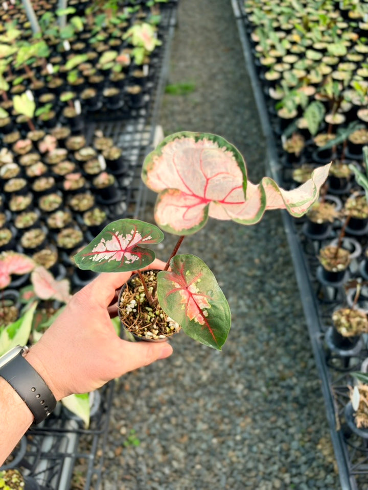 Handpicked #80 - Caladium Bicolor - Apple Blossom