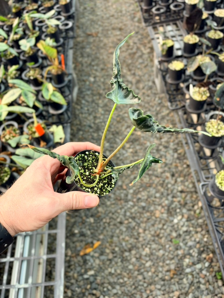 Handpicked #85 - Alocasia Loco