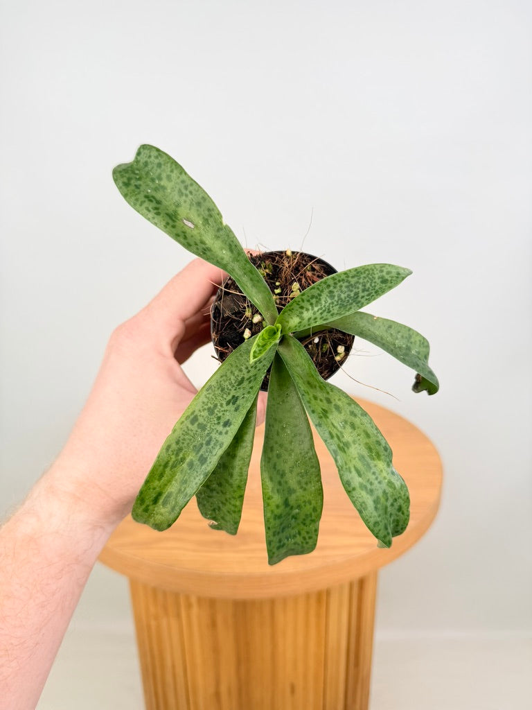 Ledebouria Petiolata - Leopard