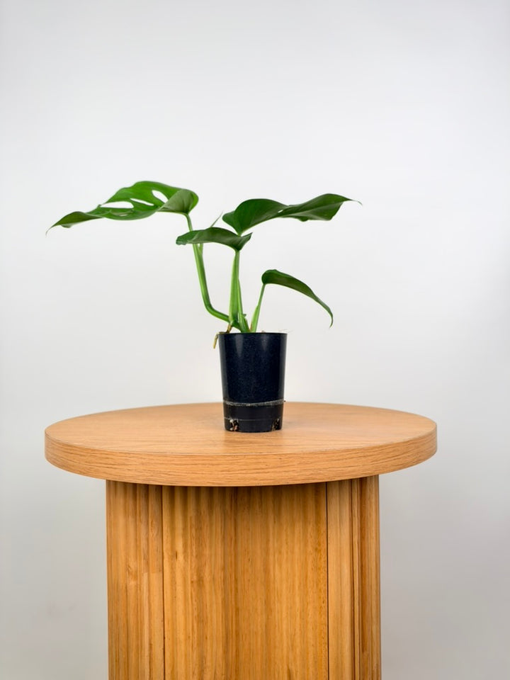 Monstera Deliciosa Var. Borsigiana X Laniata