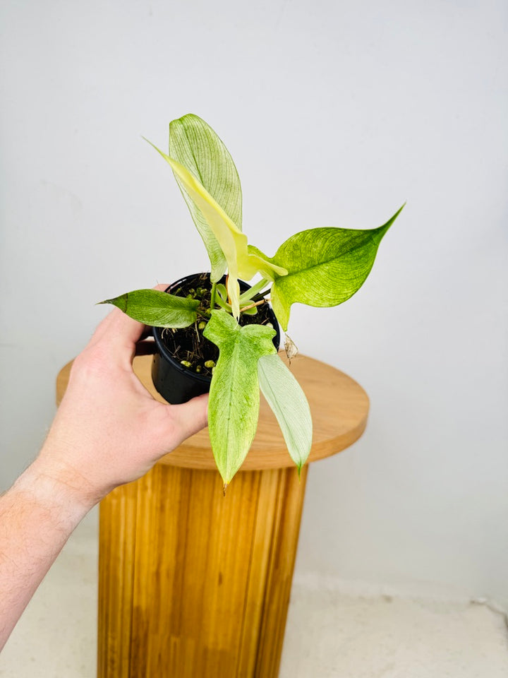 Philodendron Pedatum - Florida Ghost