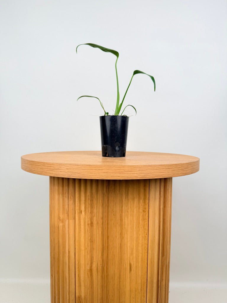 Monstera Burle Marx Flame