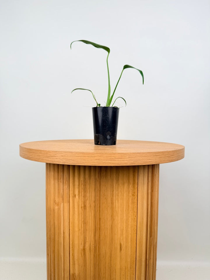 Monstera Burle Marx Flame
