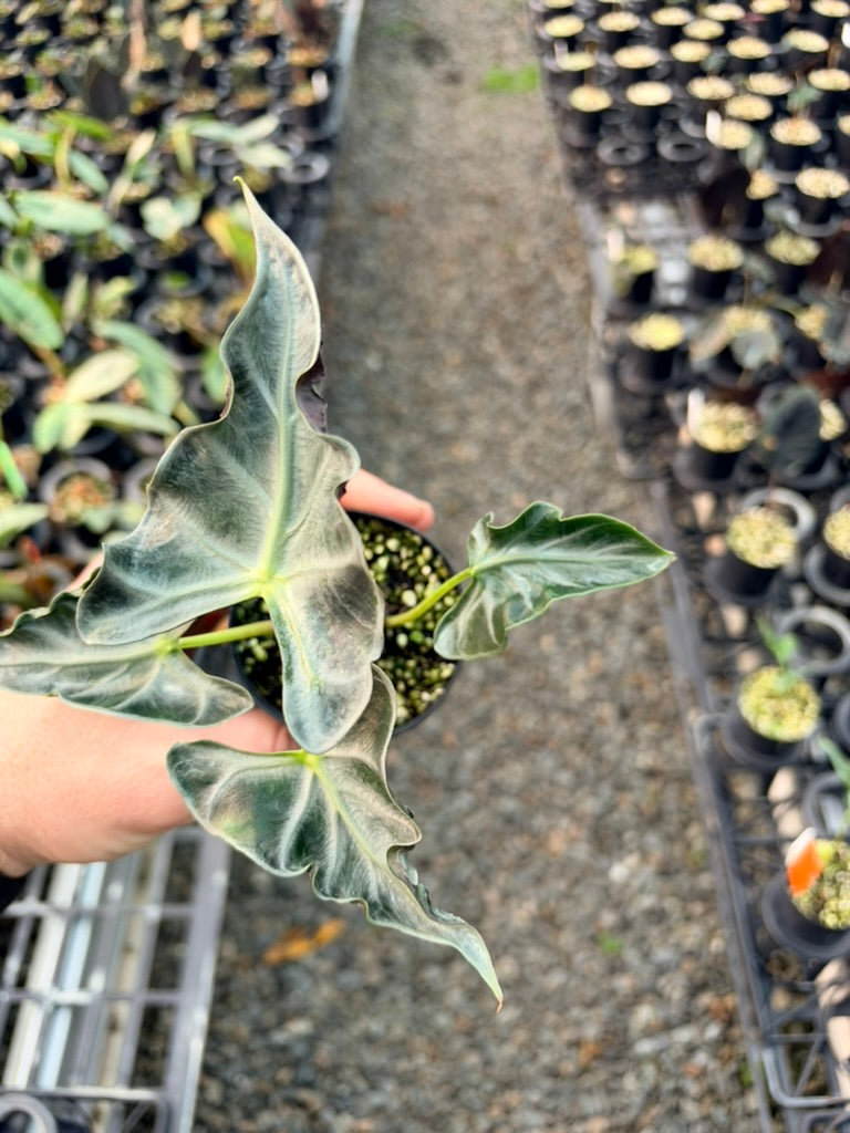 Handpicked #81 - Alocasia Loco