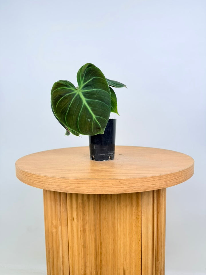 Philodendron Rubrijuvenile - El Choco Red
