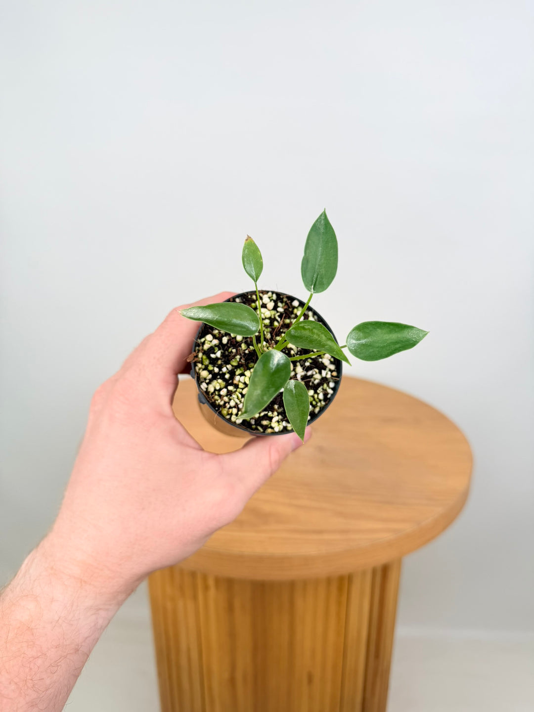 Alocasia Odora X Brisbanensis - Tiny Dancers