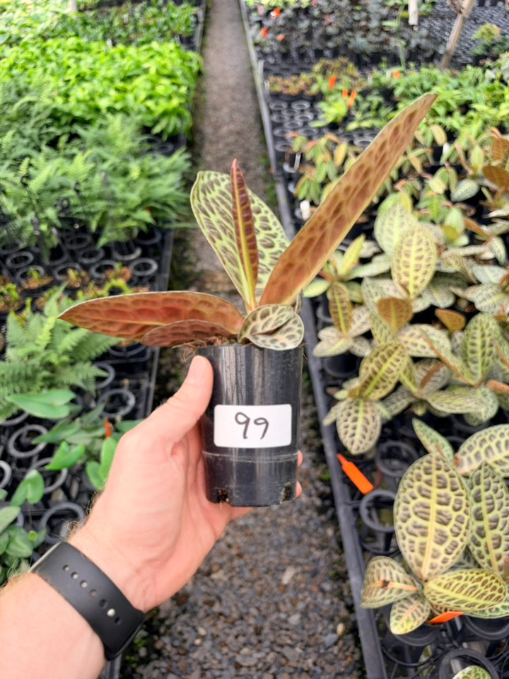 Handpicked #99 - Labisia Beccarii - Turtleback