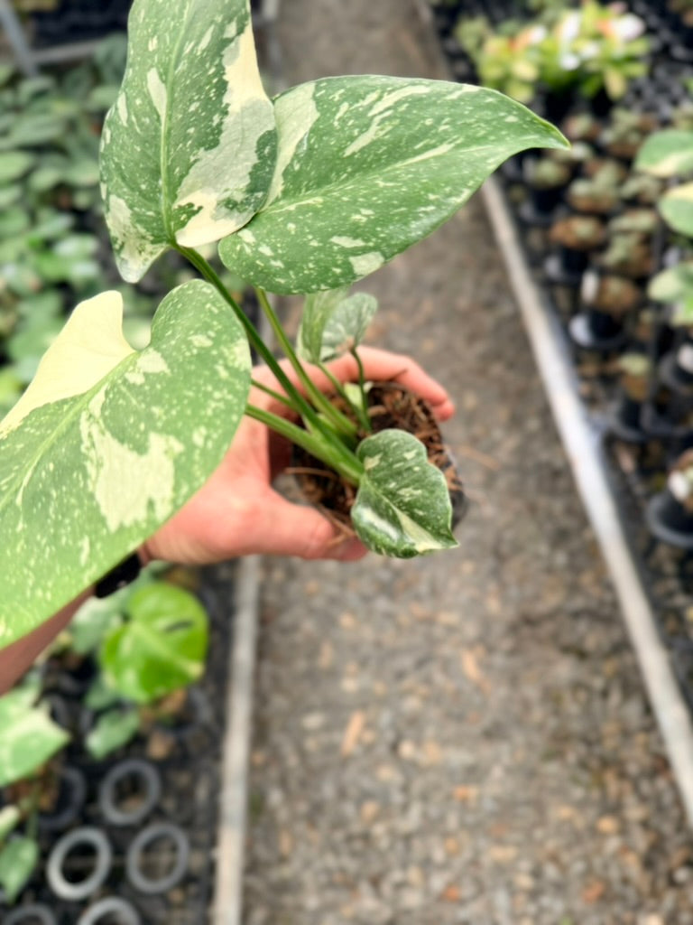 Handpicked #54 - Monstera Deliciosa - Thai Constellation - Double Growth Point