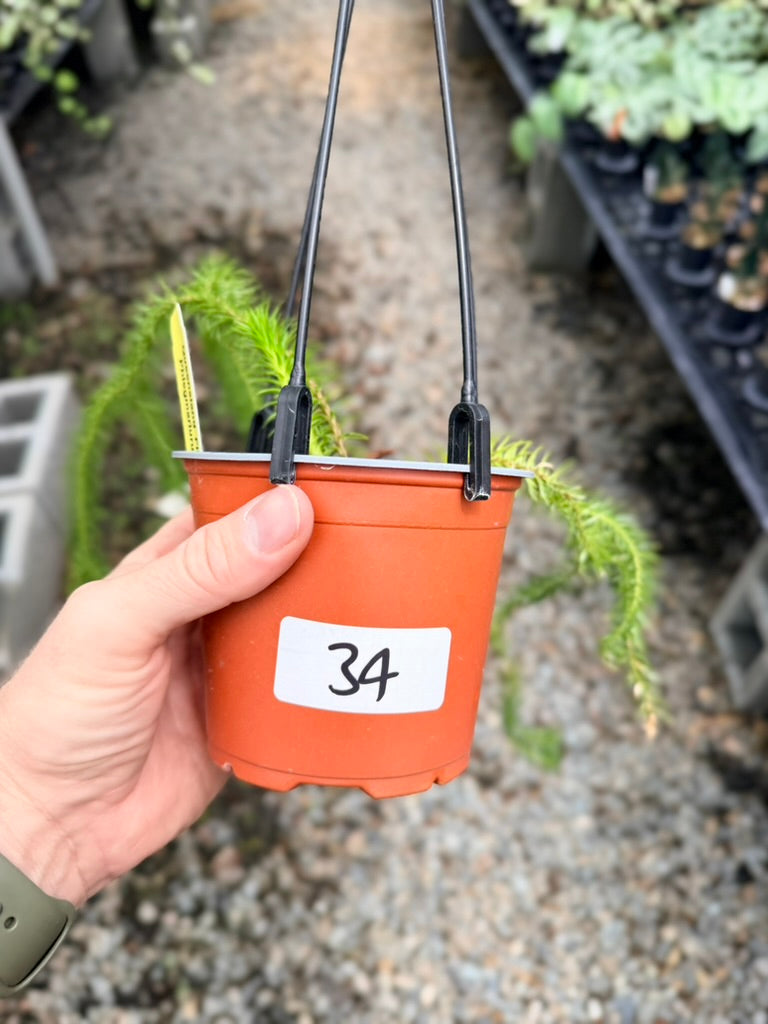 Handpicked #34 - Phlegmariurus squarrosus [Huperzia Squarrosa] - QLD Fine Rock Tassel Fern