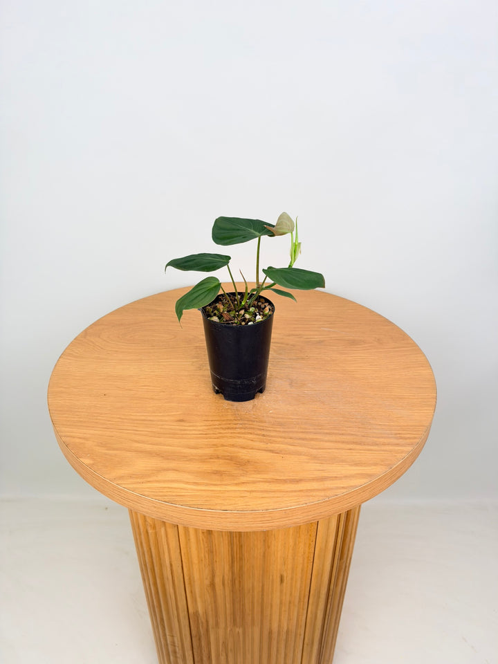 Philodendron Hederaceum - Micans