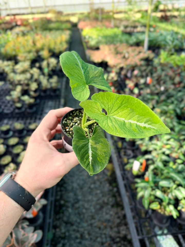 Handpicked #41 - Syngonium Wendlandii - Scrambled Eggs