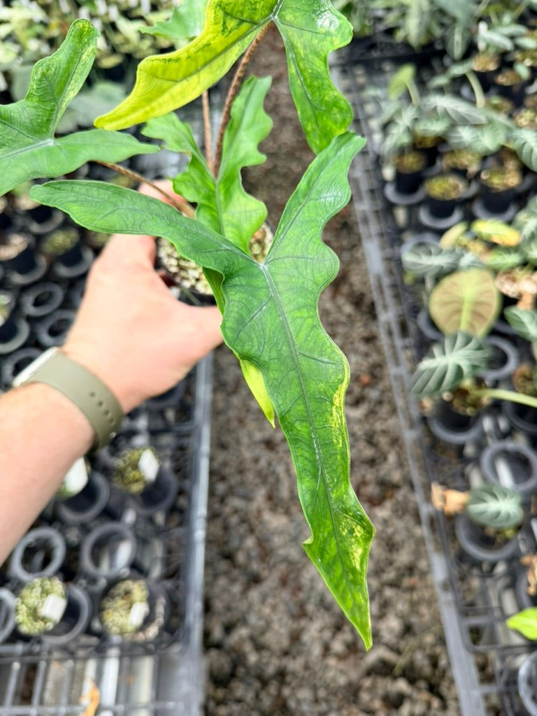 Handpicked #23 - Alocasia sp Sulewasi 'Sabrina Narrow' - Aurea Variegata