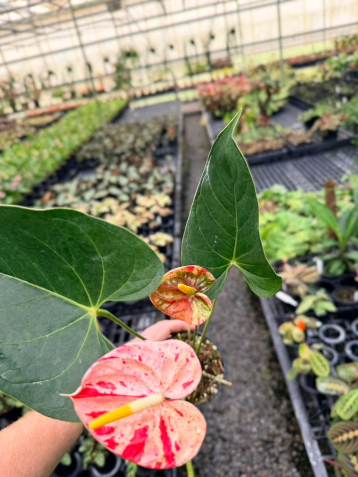 Handpicked #21 - Anthurium Andraeanum - Shibori