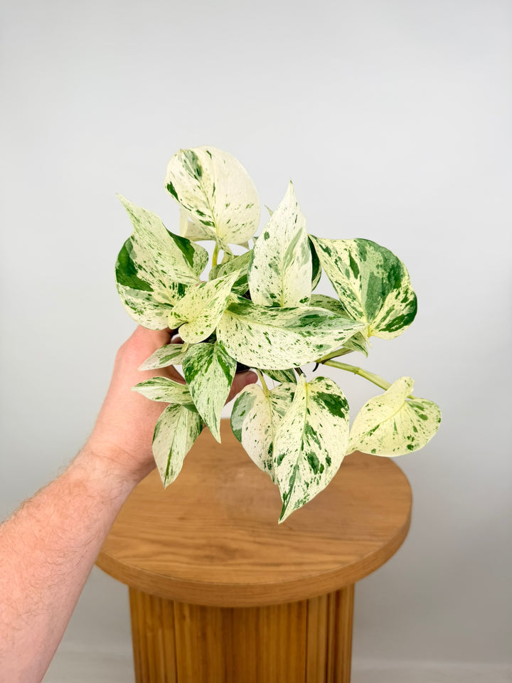 Epipremnum Aureum - Marble Queen