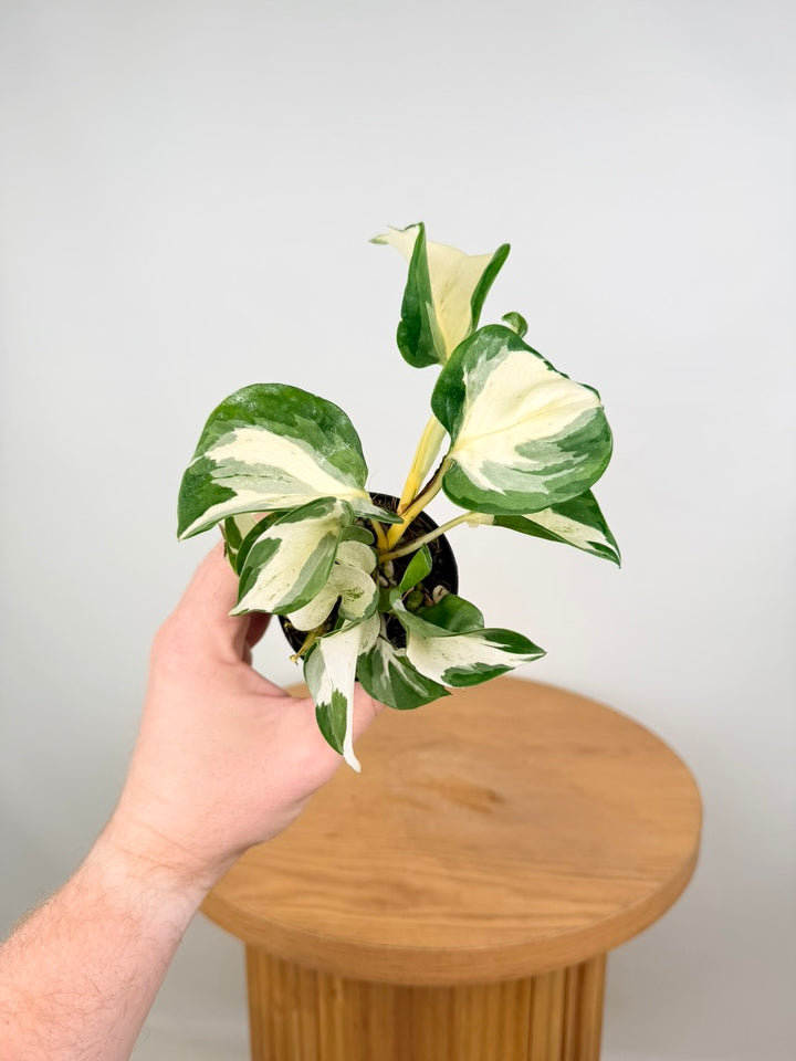 Epipremnum Aureum - Manjula
