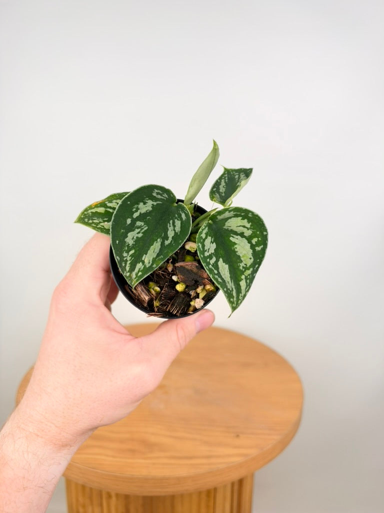 Scindapsus Pictus - Tricolour