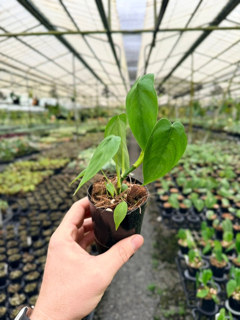 Philodendron Sharoniae