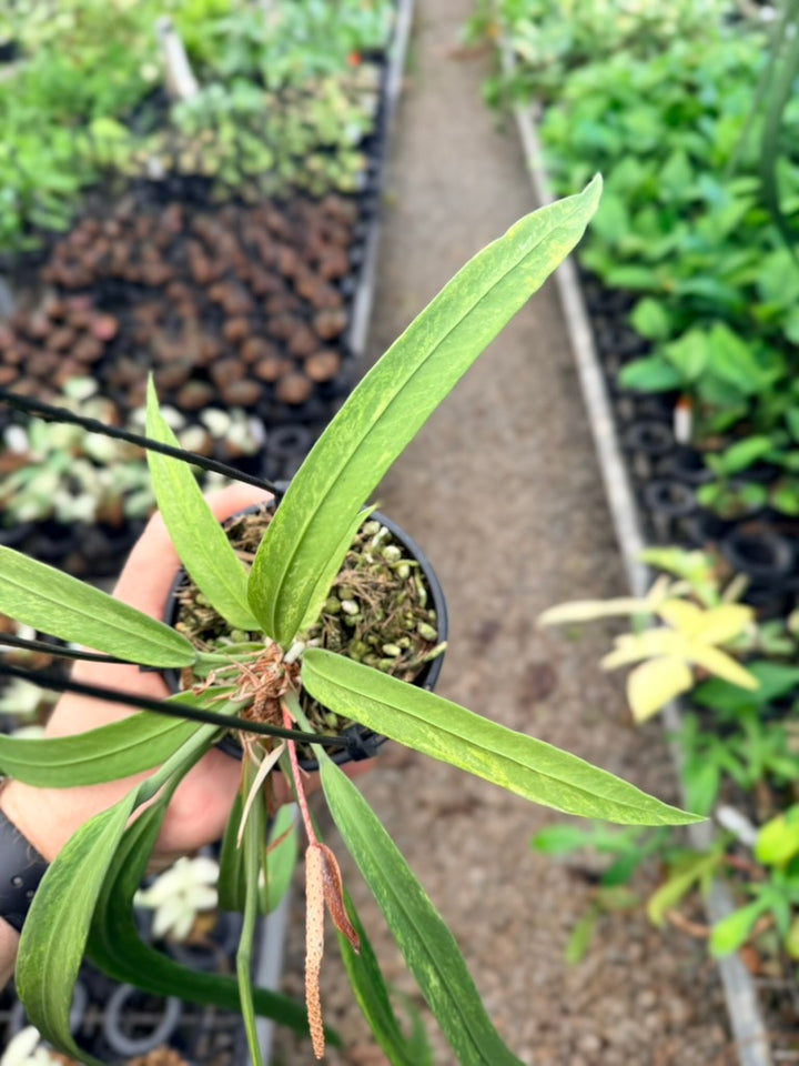 Handpicked #16 - Anthurium Vittariifolium Variegata