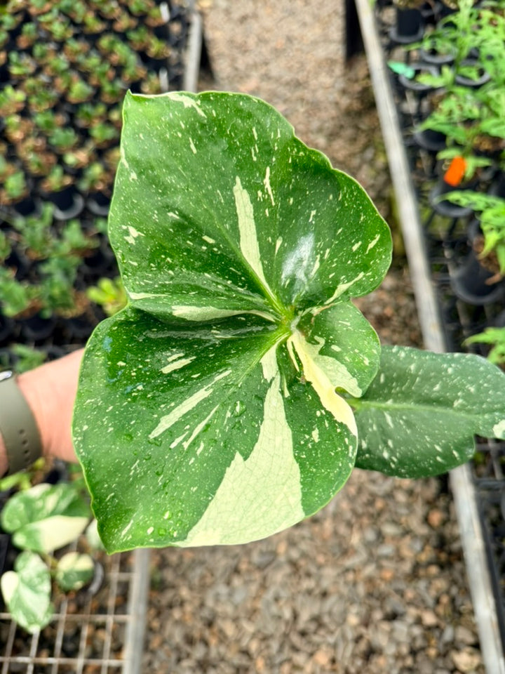 Handpicked #29 - Monstera Deliciosa Thai Constellation - Unique leaf mutation
