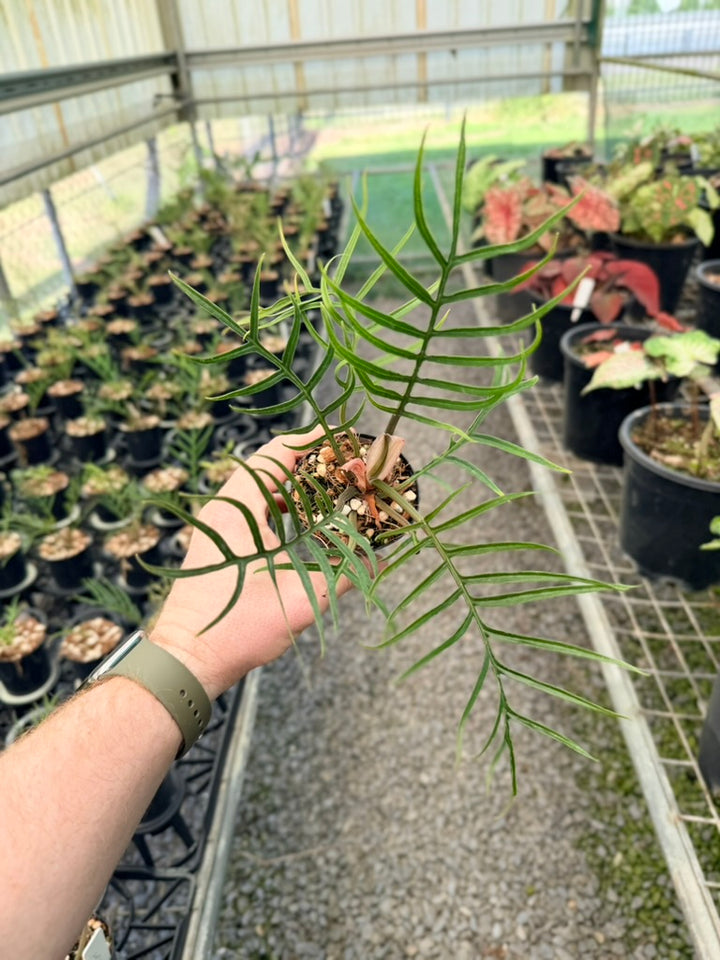 Philodendron Tortum