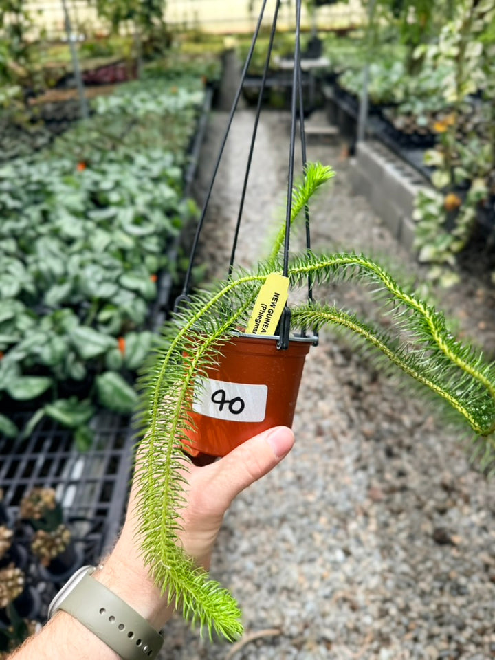 Handpicked #40 - Phlegmariurus Squarrosus [Huperzia Squarrosa] - New Guinea Large Rock Tassel Fern