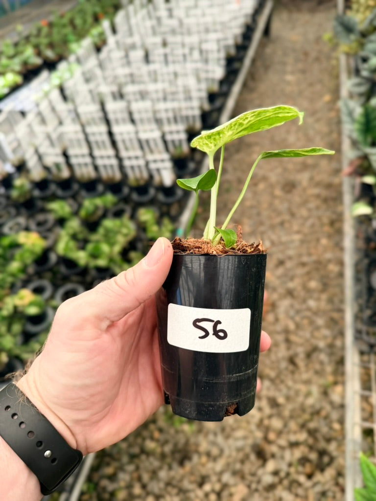 Handpicked #56 - Monstera Deliciosa - Bulbasaur