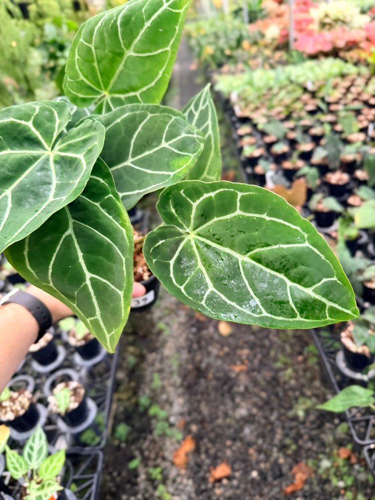 Handpicked #139 - Anthurium Crystallinum - Multi Headed