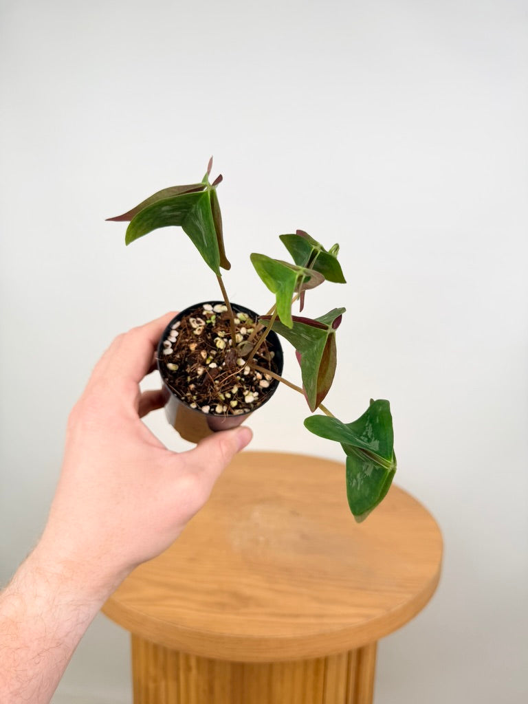 Oxalis Triangularis - Irish Mist